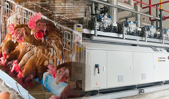 Размножение